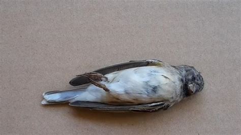 看到死掉的鳥|【看到鳥死掉】看到鳥死掉不是好兆頭？各種文化下的。